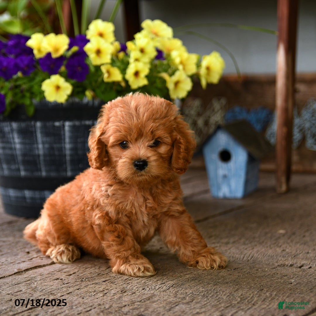 Cockapoo dogs for sale: Cockapoo 9 puppies - Image 5