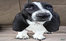 Basset Hound dogs for sale: Molly - Image 3