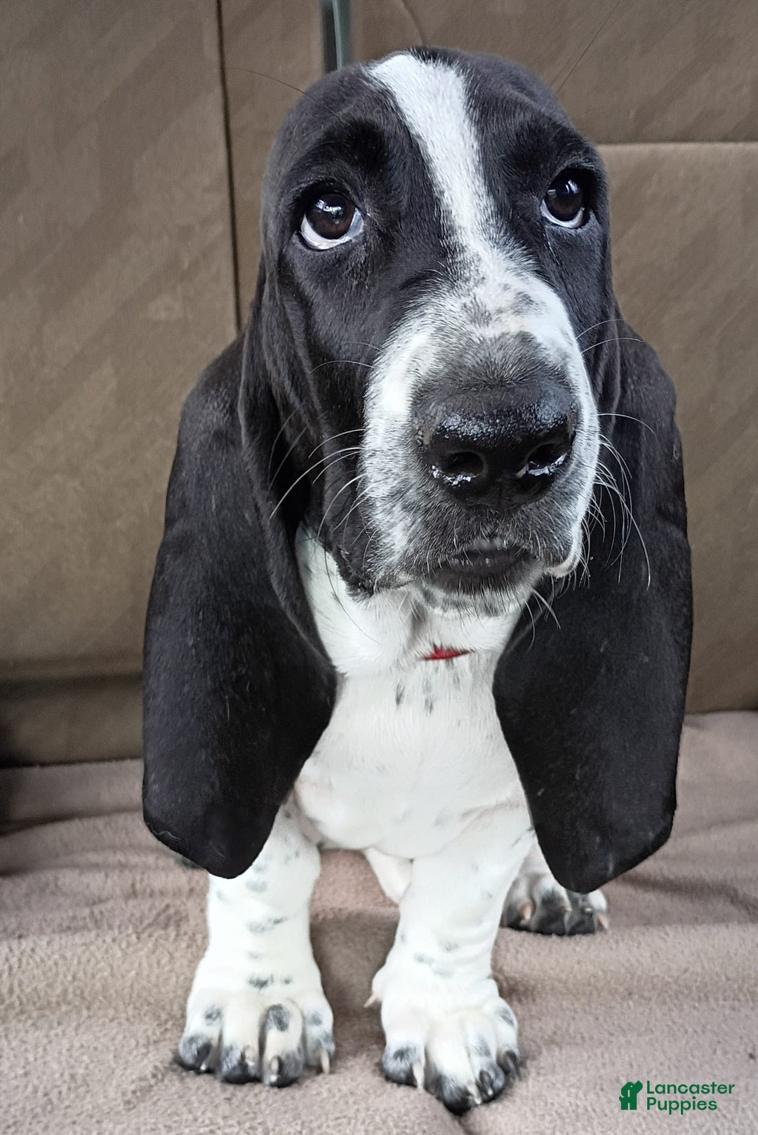 Basset Hound dogs for sale: Molly - Image 3