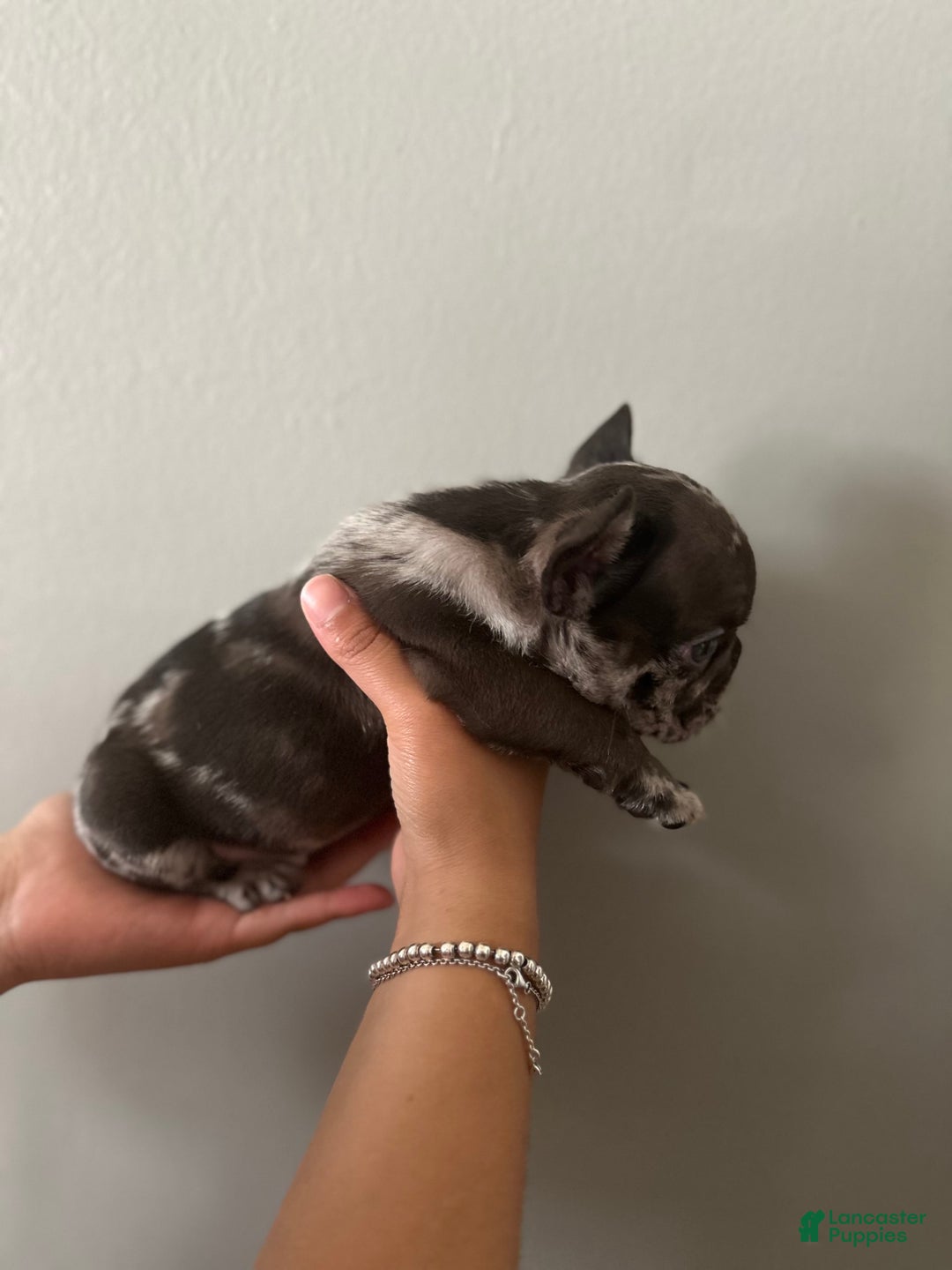 French Bulldog dogs for sale: Harley - Image 7
