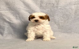Miniature Poodle dogs for sale: Lily - Image 21