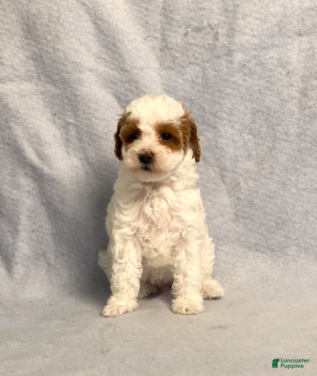 Miniature Poodle dogs for sale: Lily - Image 21