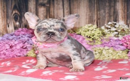 French Bulldog dogs for sale: Honey - Image 1