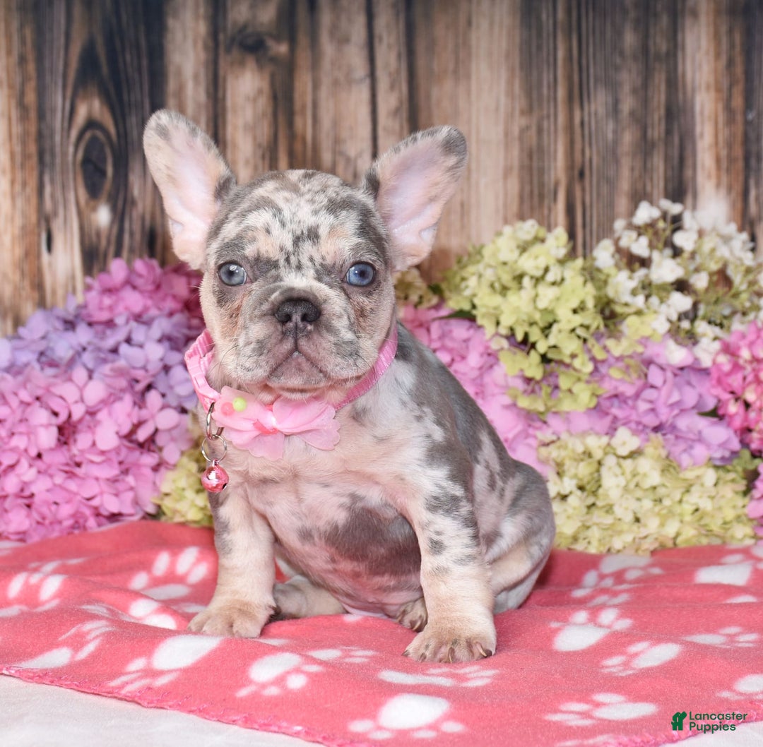 French Bulldog dogs for sale: Honey - Image 1