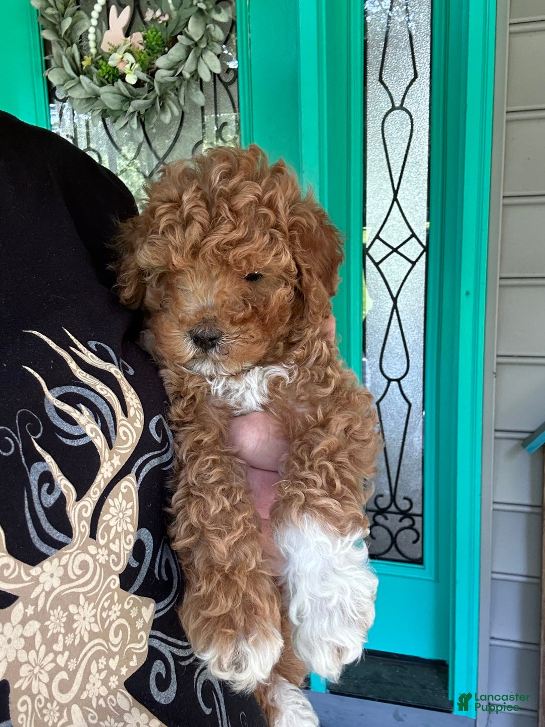 Cavapoo dogs for sale: Cooper - Image 6