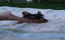 Yorkshire Terrier dogs for sale: Tt - Image 25