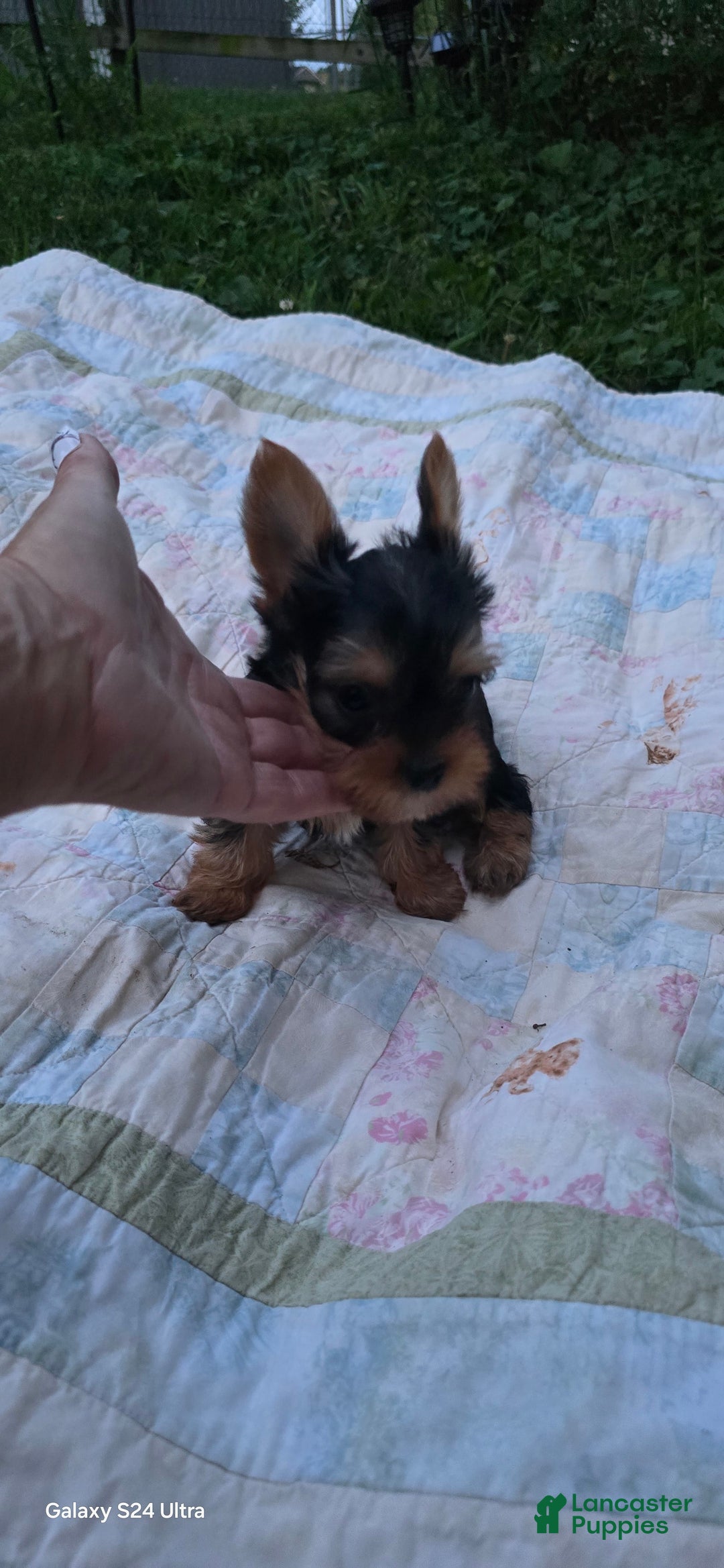 Yorkshire Terrier dogs for sale: Tt - Image 25