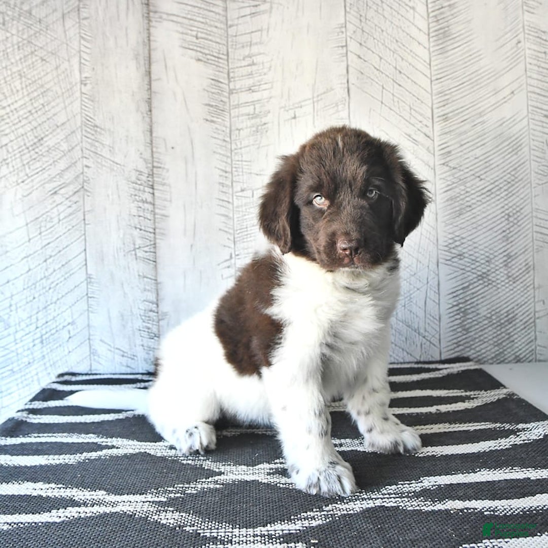 Newfoundland dogs for sale: Jade - Image 3