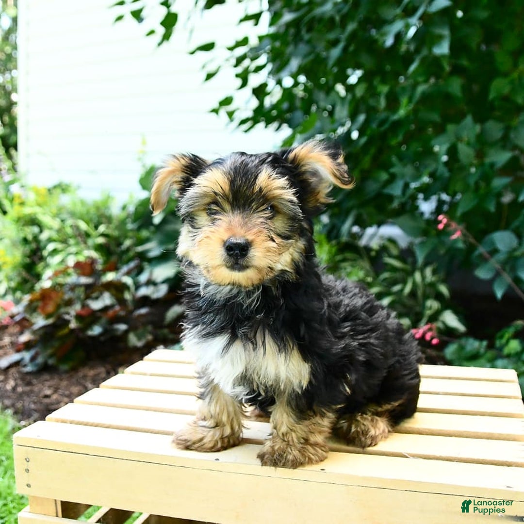 Yorkshire Terrier dogs for sale: Barkley - Image 11