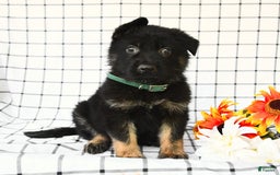 German Shepherd dogs for sale: Jeffry - Image 10