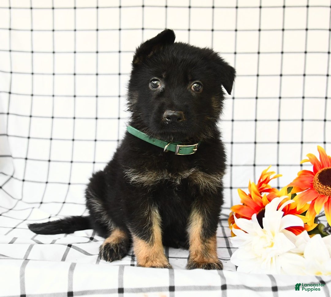 German Shepherd dogs for sale: Jeffry - Image 10