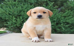 Labrador Retriever dogs for sale: Labrador Retriever 8 puppies - Image 15