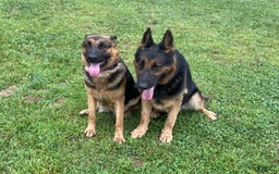 German Shepherd dogs for sale: Beau - Image 2