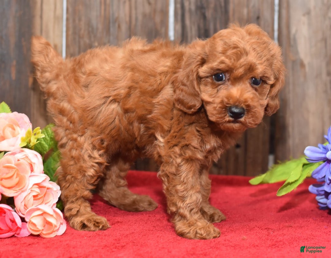 Miniature Poodle dogs for sale: Trotter - Image 7