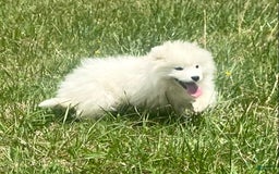 Samoyed dogs for sale: Siofra - Image 6