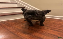 French Bulldog dogs for sale: Fluffy Girl - Image 3