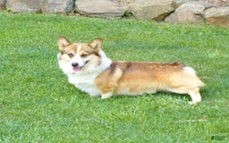 Welsh Corgi Pembroke dogs for sale: Lola - Image 9