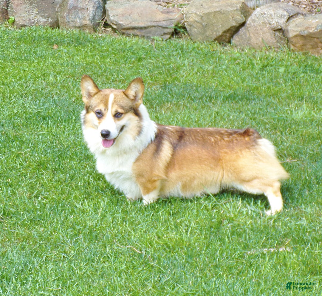 Welsh Corgi Pembroke dogs for sale: Lola - Image 9