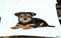 Yorkshire Terrier dogs for sale: Chester - Image 1