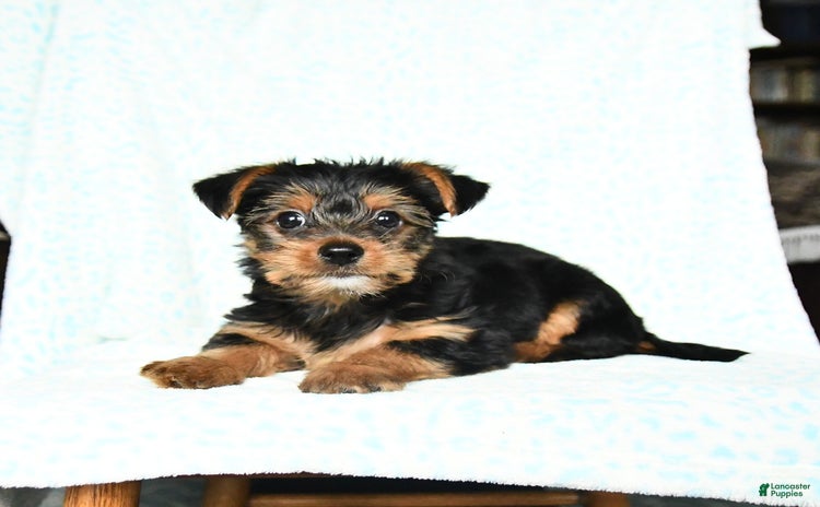 Yorkshire Terrier dogs for sale - Ad 1