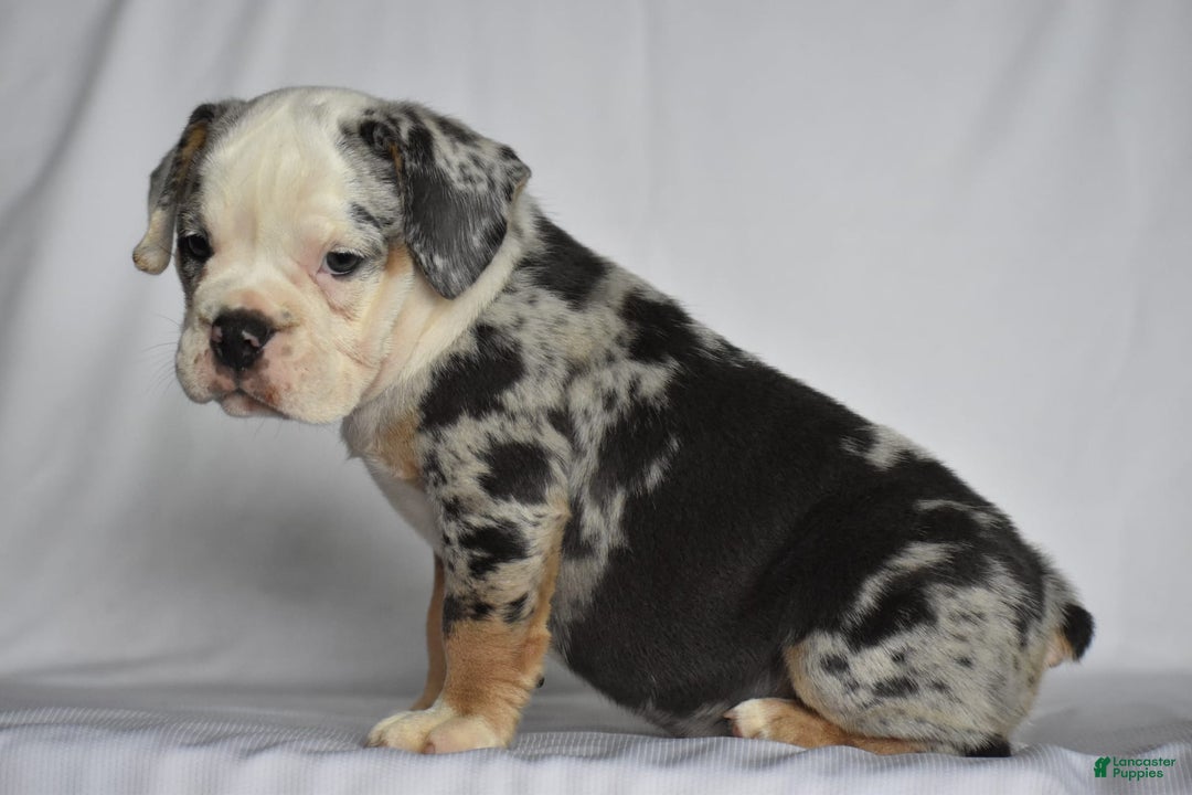 Beabull dogs for sale: Diamond - Image 2