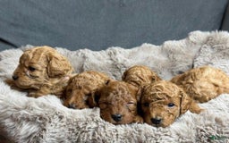 Toy Poodle dogs for sale: Nova - Image 7