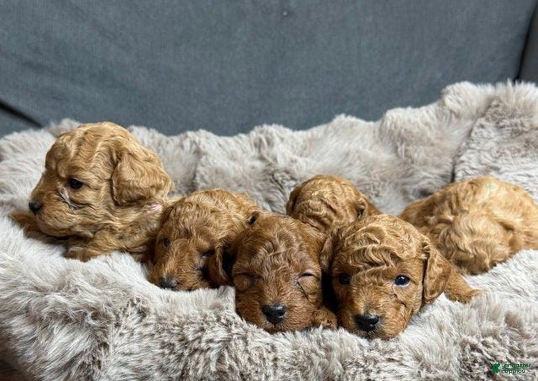 Toy Poodle dogs for sale: Nova - Image 7