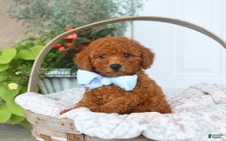 Bichpoo dogs for sale: Montgomery - Image 1