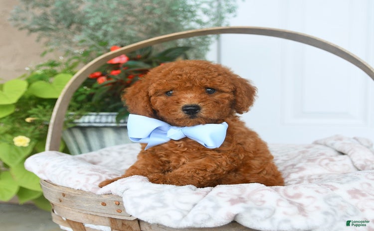 Bichpoo dogs for sale - Ad 3