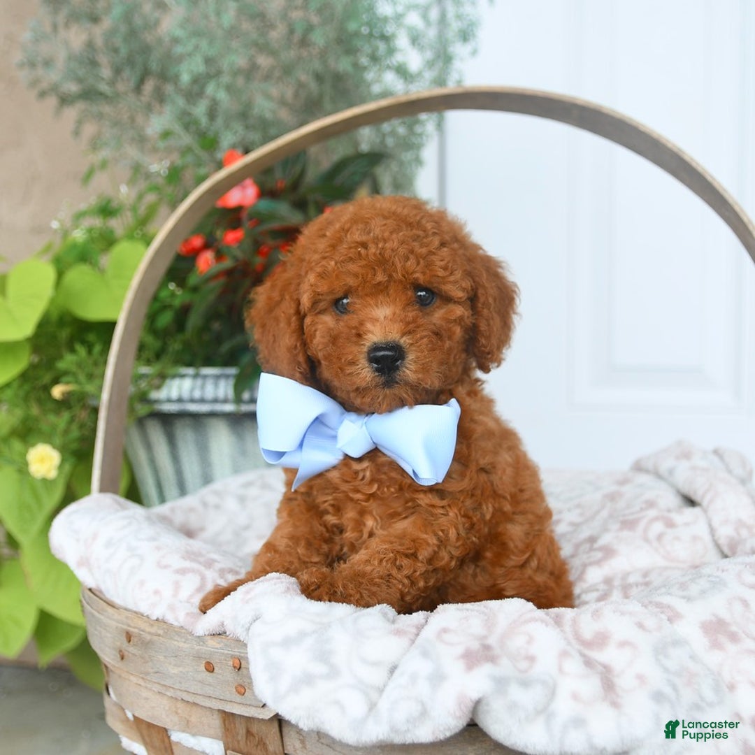 Bichpoo dogs for sale: Montgomery - Image 1