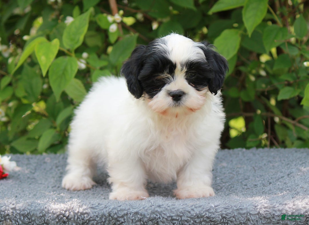 Shihpoo dogs for sale: Dallas - Image 5