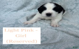 Saint Bernard dogs for sale: 14 Saints Available - Image 30