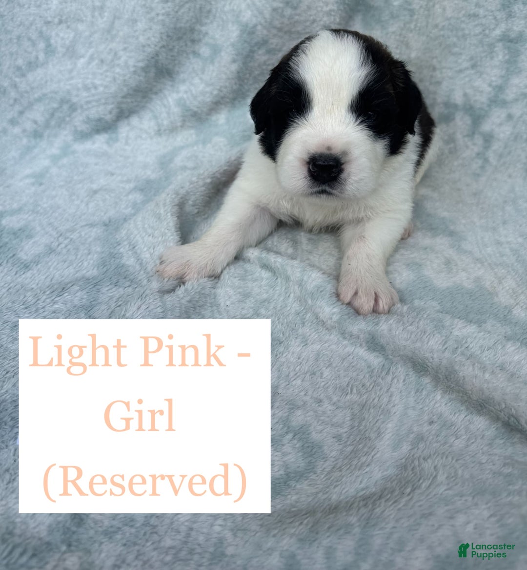 Saint Bernard dogs for sale: 14 Saints Available - Image 30