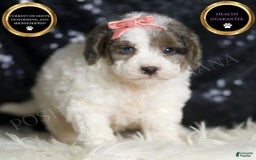 Mini Goldendoodle dogs for sale: Vienna - Image 1