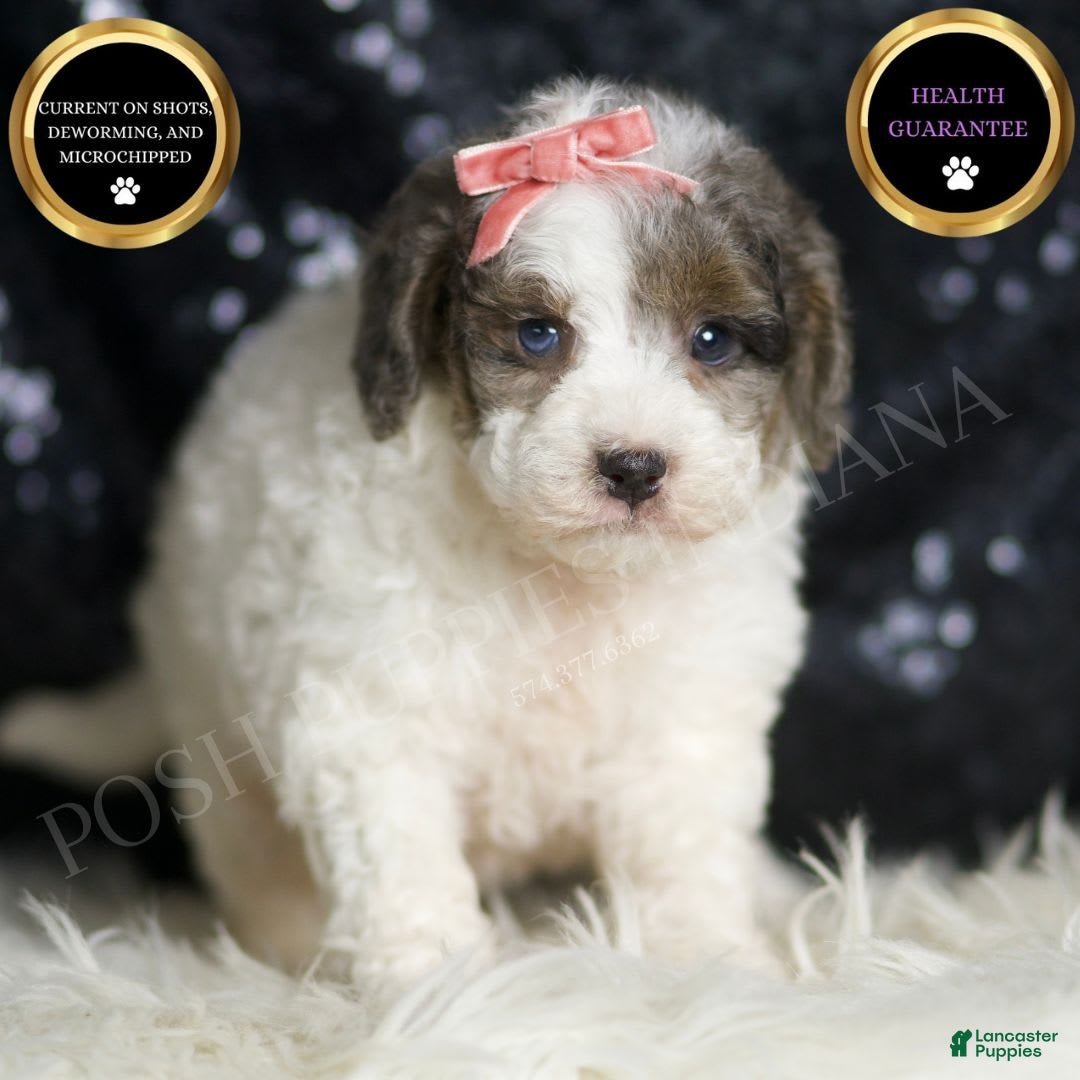 Mini Goldendoodle dogs for sale: Vienna - Image 1