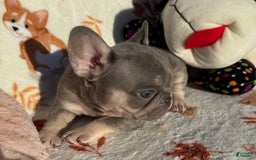 French Bulldog dogs for sale: Gucci - Image 2