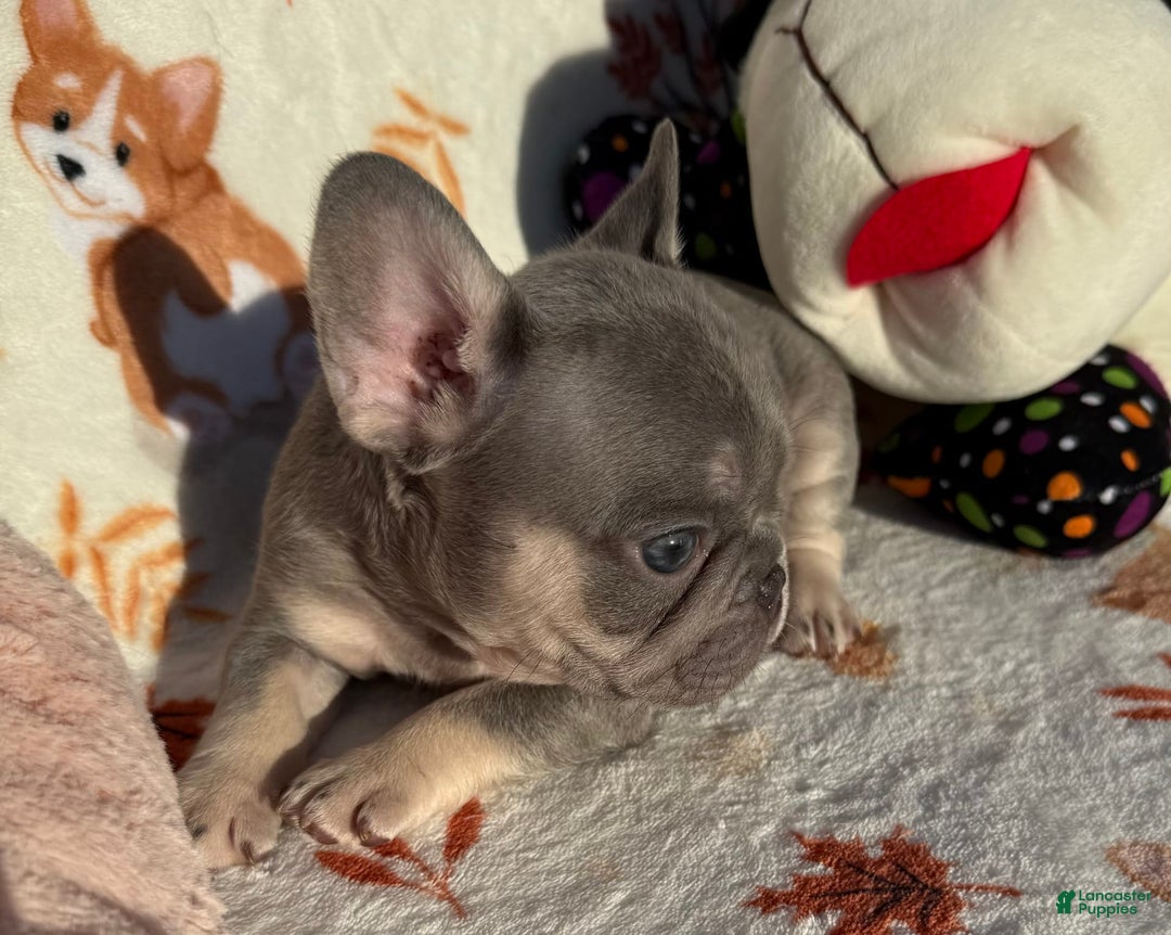 French Bulldog dogs for sale: Gucci - Image 2