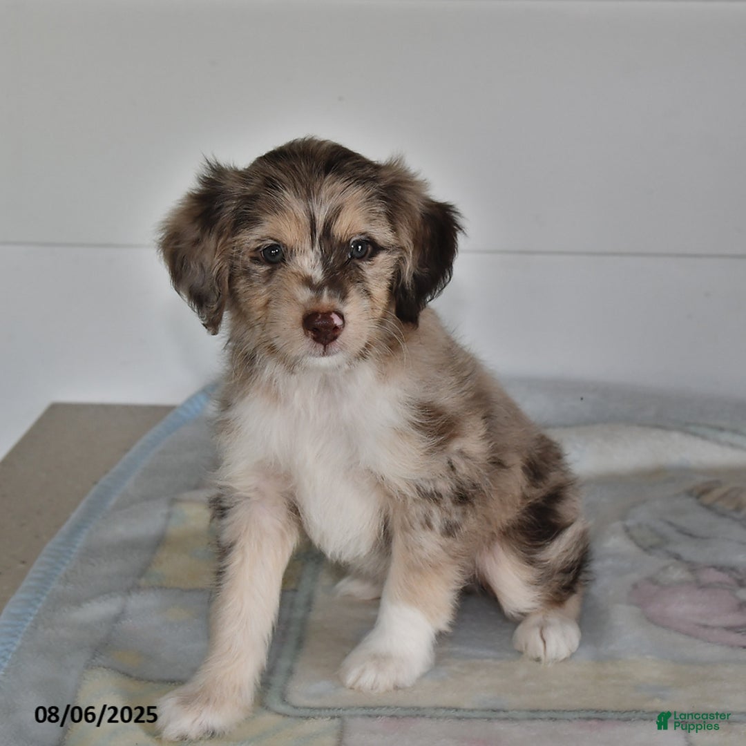 Mini Aussiedoodle dogs for sale: Reggie - Image 3
