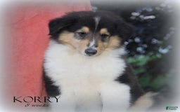categoriesInfo:categoryAttributeOptions.pets.dogs.breed.roughCollie dogs for sale: Korry - Image 6