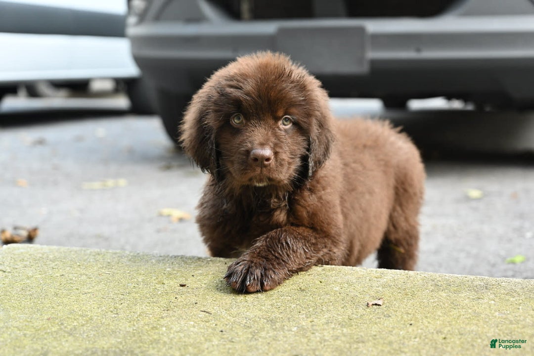 Newfoundland dogs for sale: Bella - Image 12