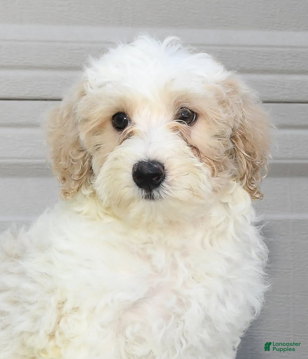 Maltipoo dogs for sale: Lola - Image 5