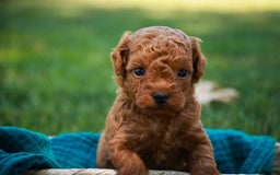 Miniature Poodle dogs for sale: Ted - Image 1