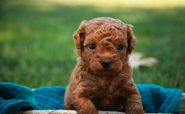 Miniature Poodle dogs for sale - Ad 2