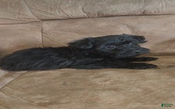 Yorkiepoo dogs for sale: Elvis - Image 3