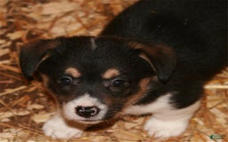 Welsh Corgi Pembroke dogs for sale: Maple - Image 2