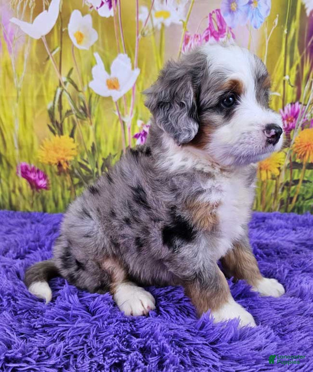 Mini Bernedoodle dogs for sale: Larkspur Mini - Image 14