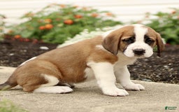 Saint Bernard dogs for sale: Cherry - Image 2