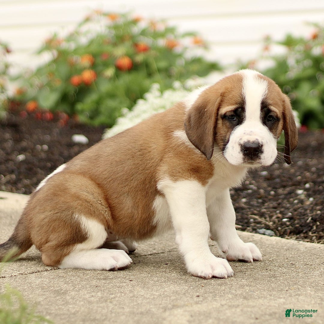 Saint Bernard dogs for sale: Cherry - Image 2