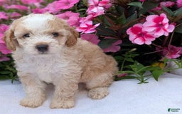 Mini Aussiedoodle dogs for sale: Rover - Image 10