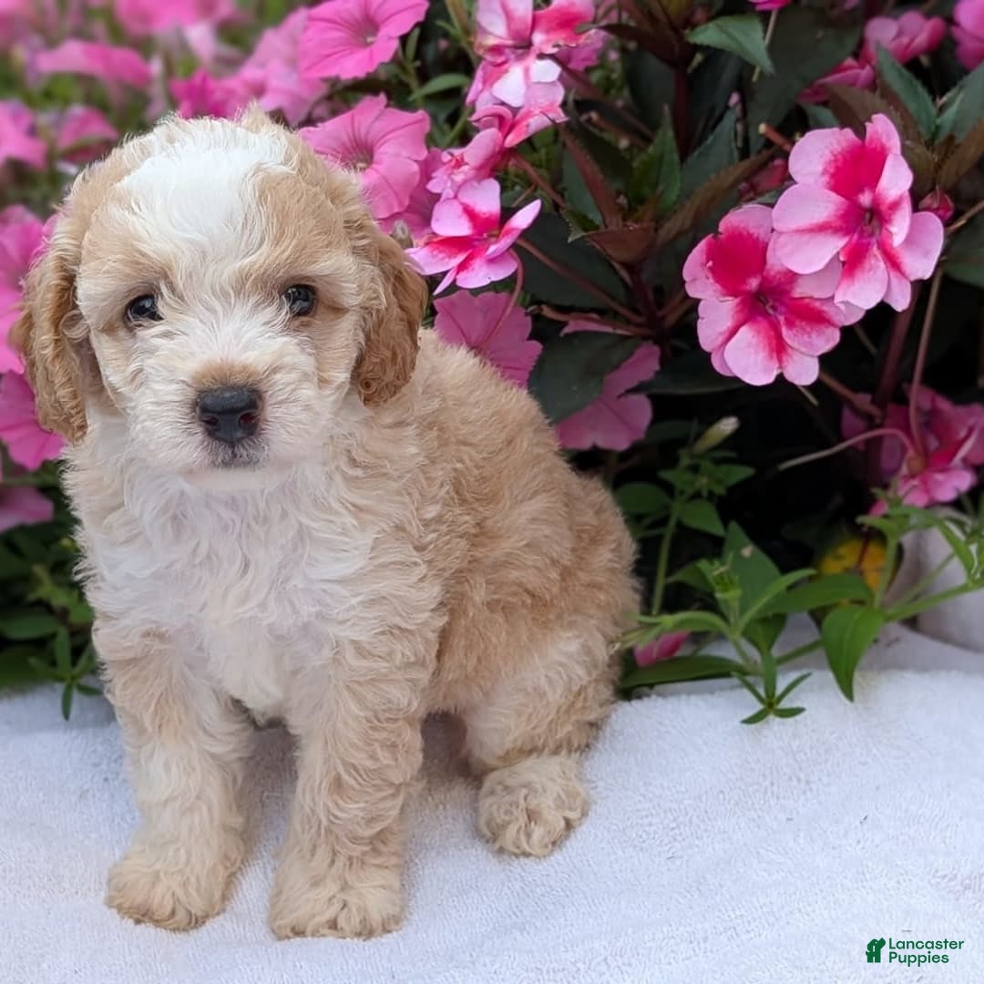 Mini Aussiedoodle dogs for sale: Rover - Image 10
